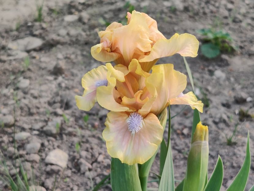 Zhar ptitsa - Irisi pitici