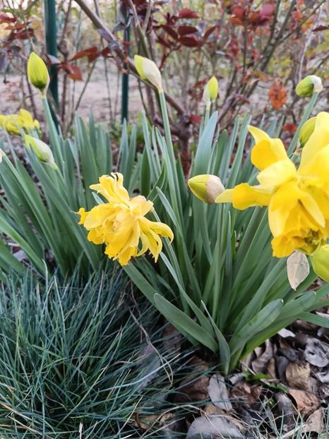 Narcise Tete Boucle-9 - NARCISE