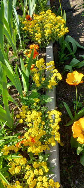  - 2024 - 01 - Primavara