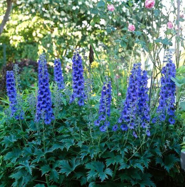 Delphinium - DELPHINIUM