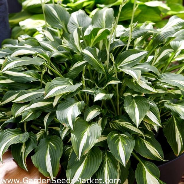 Hosta Univittata - Hosta Univittata