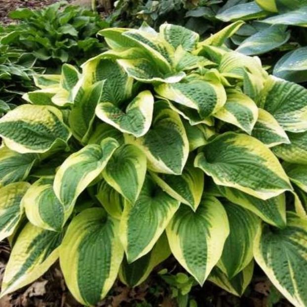 hosta - Hosta alvatine taylor