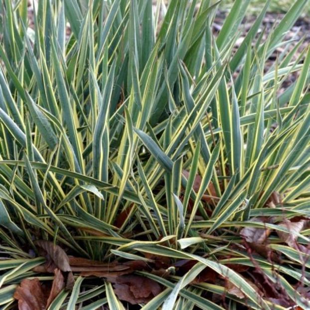yucca-bright-edge-1 - YUCCA BRIGHT EDGE