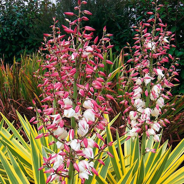 yucca-bright-edge-3 - YUCCA BRIGHT EDGE