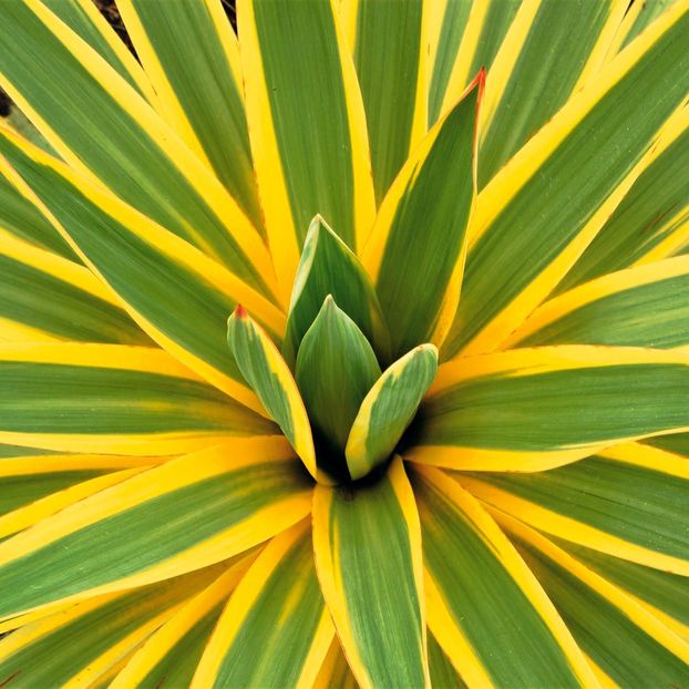 yucca-bright-edge-radacina-4 - YUCCA BRIGHT EDGE