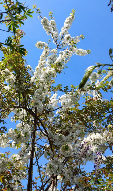  - 2024 - 01 - Primavara