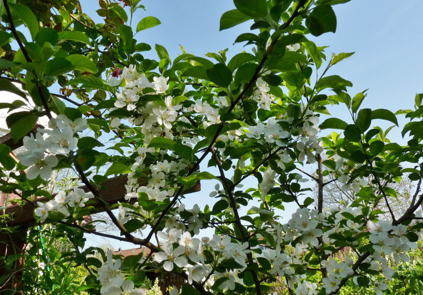  - 2024 - 01 - Primavara