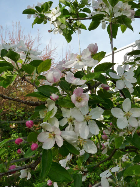  - 2024 - 01 - Primavara