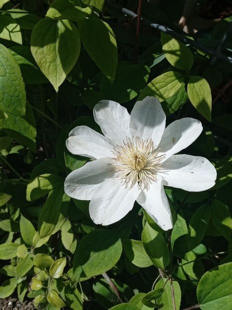  - FEBRUARIE- MARTIE- APRILIE