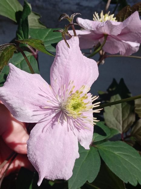  - FEBRUARIE- MARTIE- APRILIE