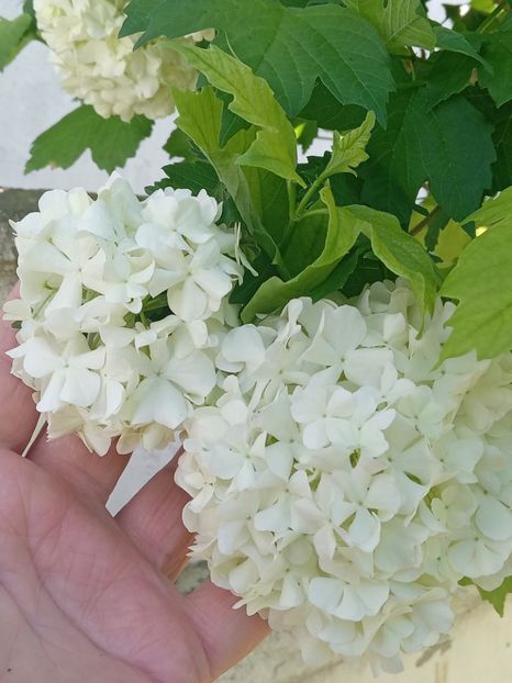  - FEBRUARIE- MARTIE- APRILIE