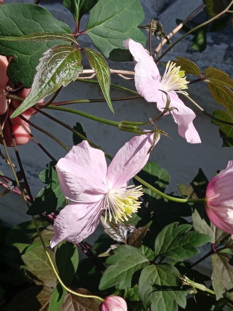  - FEBRUARIE- MARTIE- APRILIE