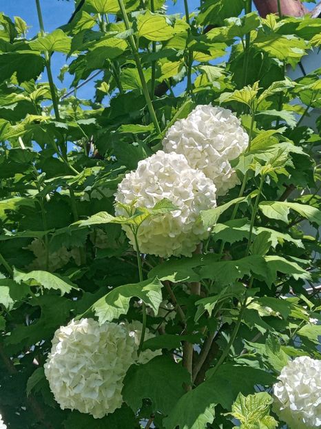  - FEBRUARIE- MARTIE- APRILIE