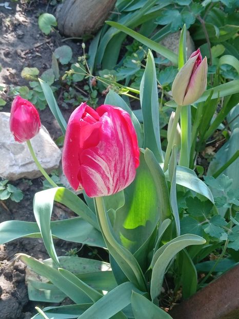  - FEBRUARIE- MARTIE- APRILIE