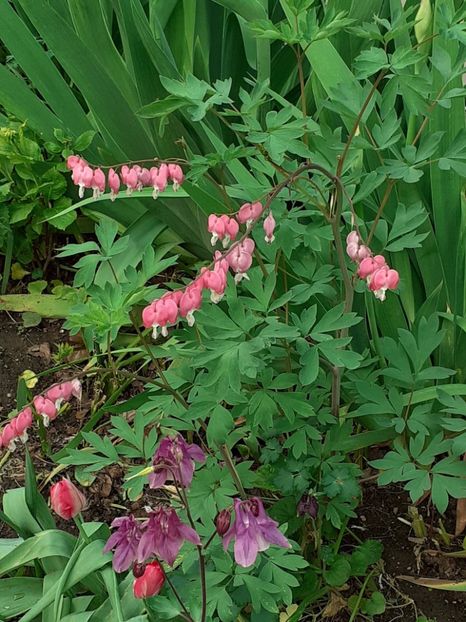  - FEBRUARIE- MARTIE- APRILIE