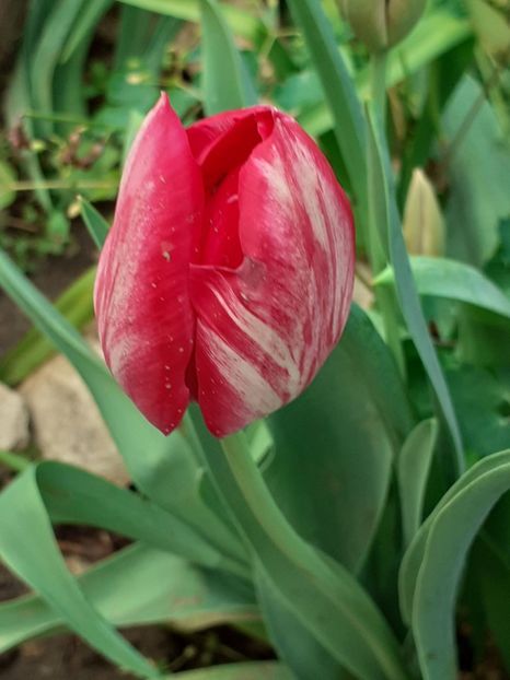  - FEBRUARIE- MARTIE- APRILIE