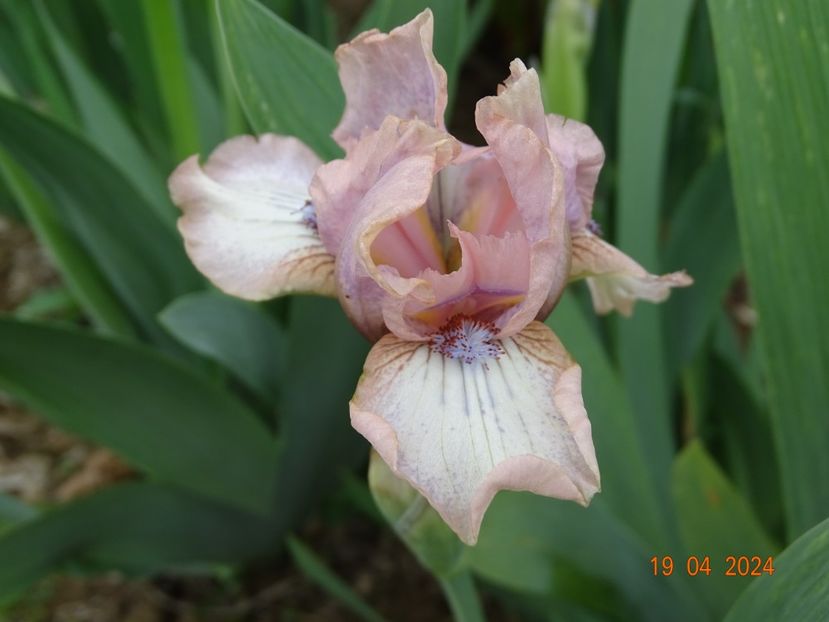 Dublin - Irisi 2024 -Dobarland