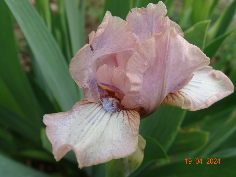 Dublin - Irisi 2024 -Dobarland