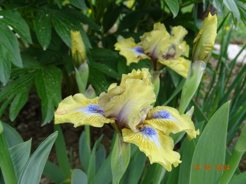 Forest Sound - Irisi 2024 -Dobarland