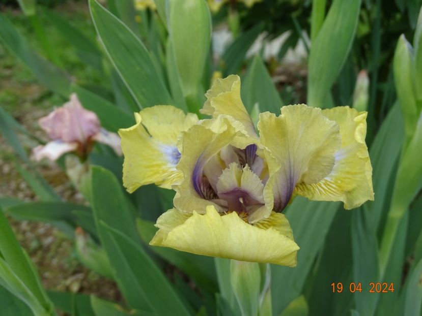 Forest Sound - Irisi 2024 -Dobarland