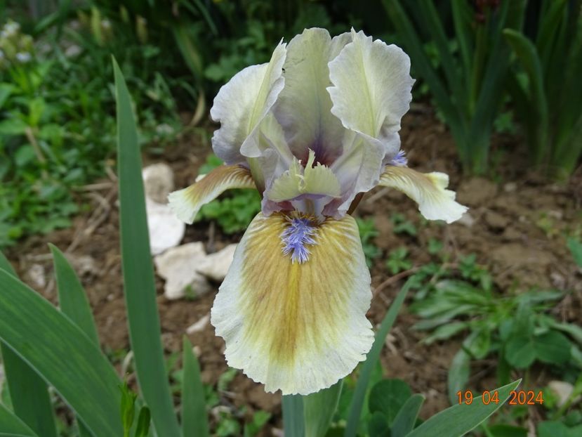 Derive - Irisi 2024 -Dobarland