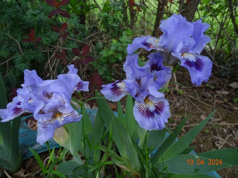 Oh Canada - Irisi 2024 -Dobarland