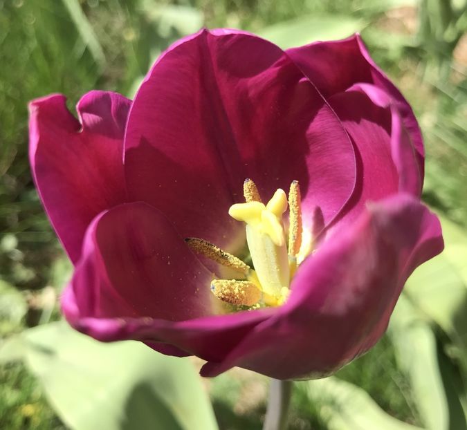 Tulip (2020, April 09) - LALELE_TULIP CLASSES