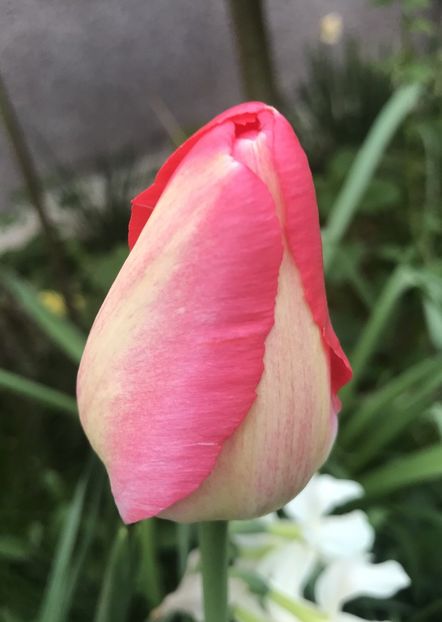 Tulip (2020, April 12) - LALELE_TULIP CLASSES