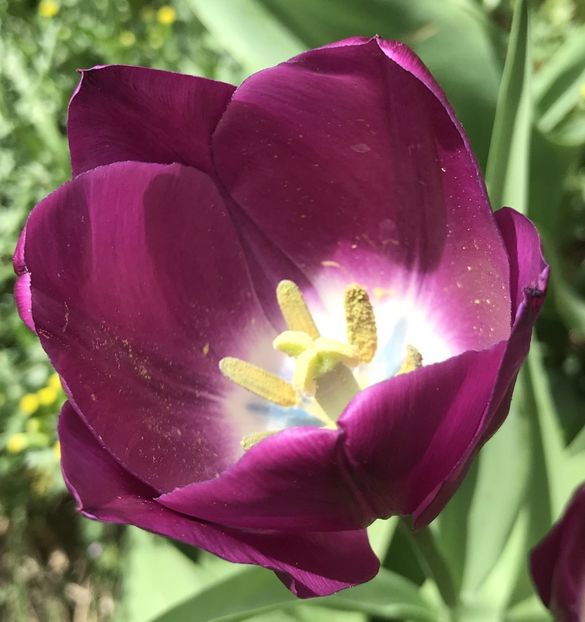 Tulip (2020, April 17) - LALELE_TULIP CLASSES