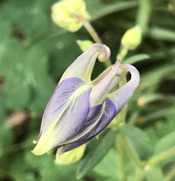 Columbine (2020, April 19) - AQUILEGIA_Columbine