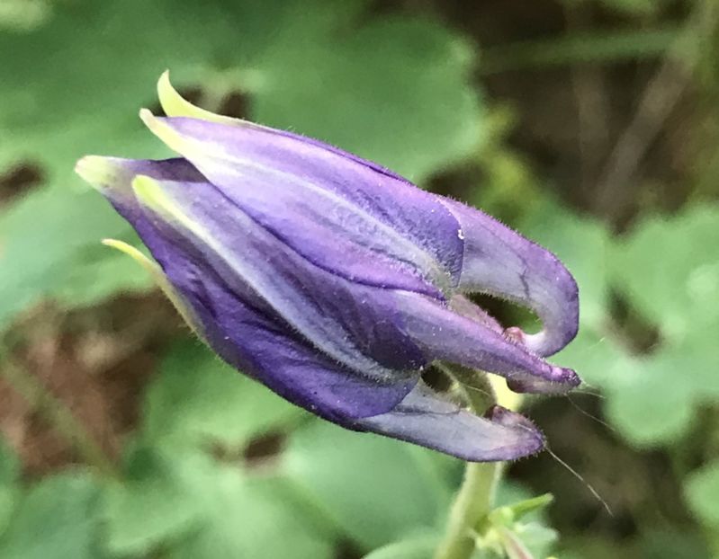 Columbine (2020, April 19) - AQUILEGIA_Columbine