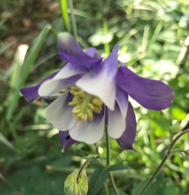 Columbine (2020, April 22) - AQUILEGIA_Columbine