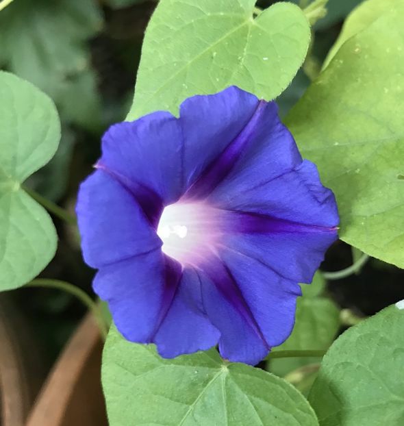 Morning Glory (2020, July 27) - ZORELE Ipomoea