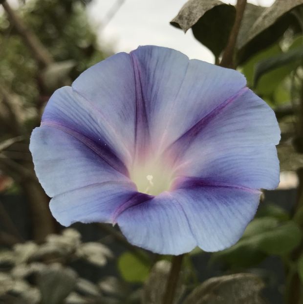 Morning Glory (2020, Aug.26) - ZORELE Ipomoea