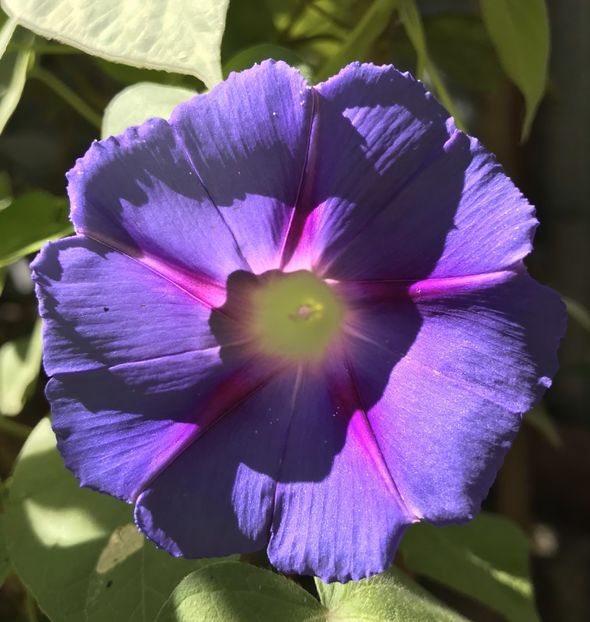 Morning Glory (2020, Aug.27) - ZORELE Ipomoea