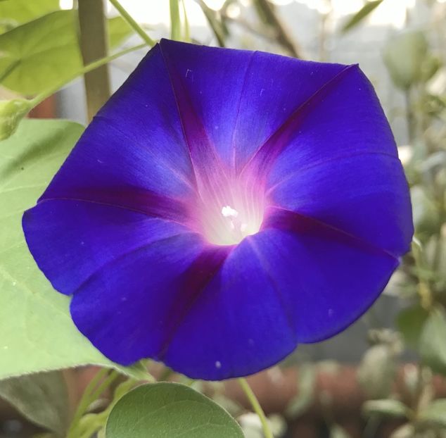 Morning Glory (2020, Aug.27) - ZORELE Ipomoea