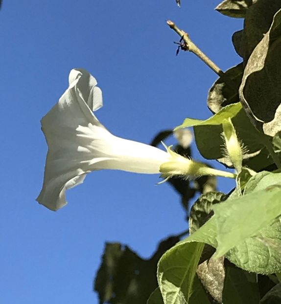 Morning Glory (2020, Aug.28) - ZORELE Ipomoea