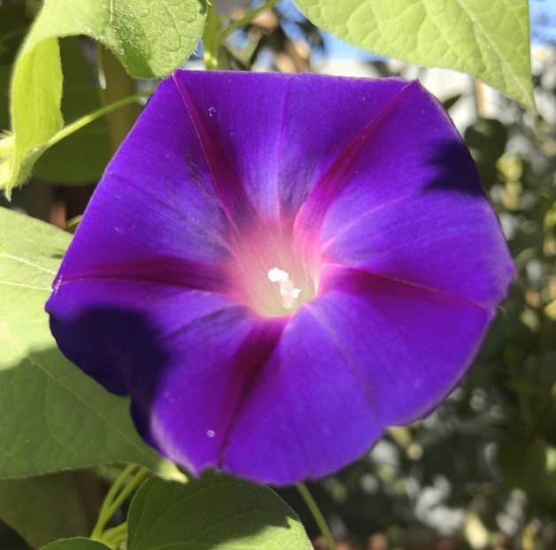 Morning Glory (2020, Aug.28) - ZORELE Ipomoea