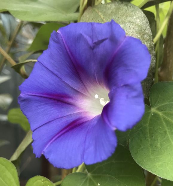 Morning Glory (2020, Aug.30) - ZORELE Ipomoea