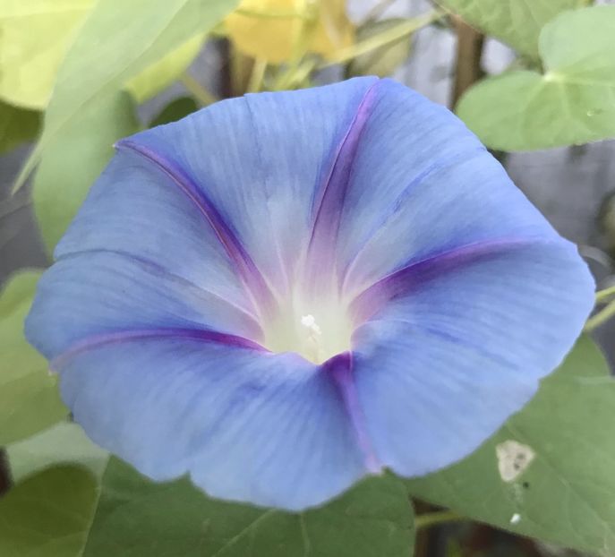 Morning Glory (2020, Aug.31) - ZORELE Ipomoea