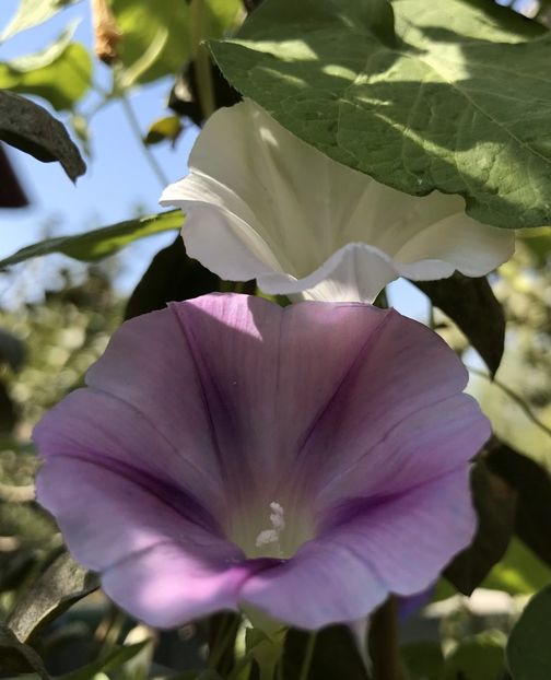 Morning Glory (2020, Sep.02) - ZORELE Ipomoea