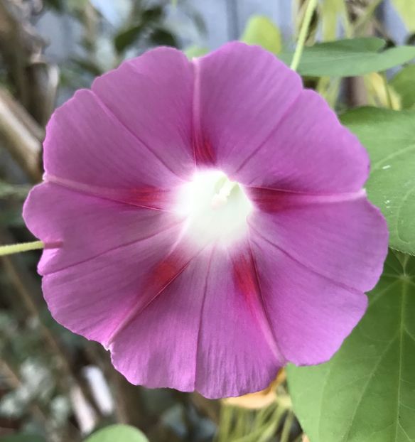 Morning Glory (2020, Sep.17) - ZORELE Ipomoea