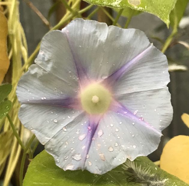 Morning Glory (2020, Sep.29) - ZORELE Ipomoea