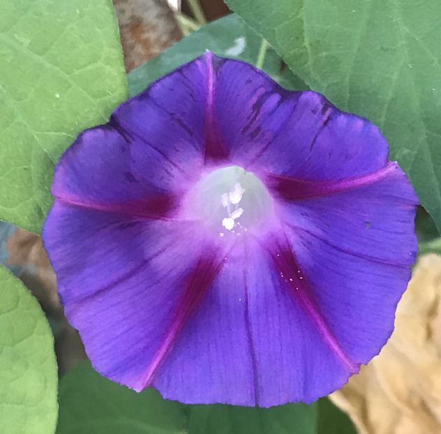 Morning Glory (2020, Oct.02) - ZORELE Ipomoea