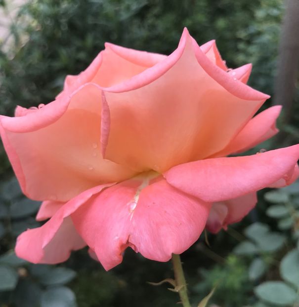 Bright Salmon Rose (2020, June 12) - Rose Salmon Bright