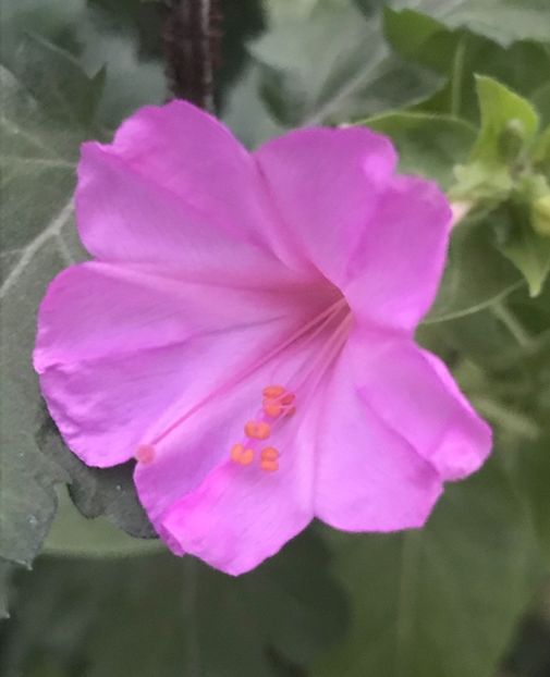 Nicotiana alata (2020, Sep.21) - NICOTIANA Alata