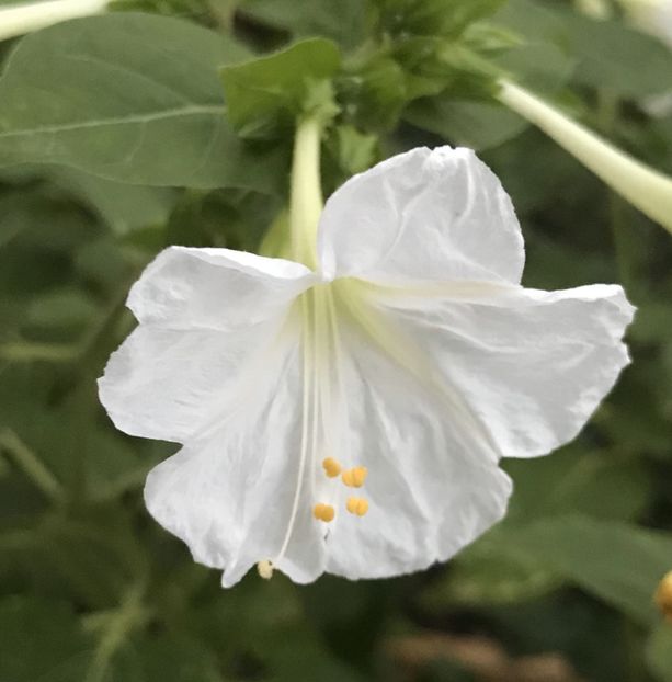 Nicotiana alata (2020, Sep.21) - NICOTIANA Alata