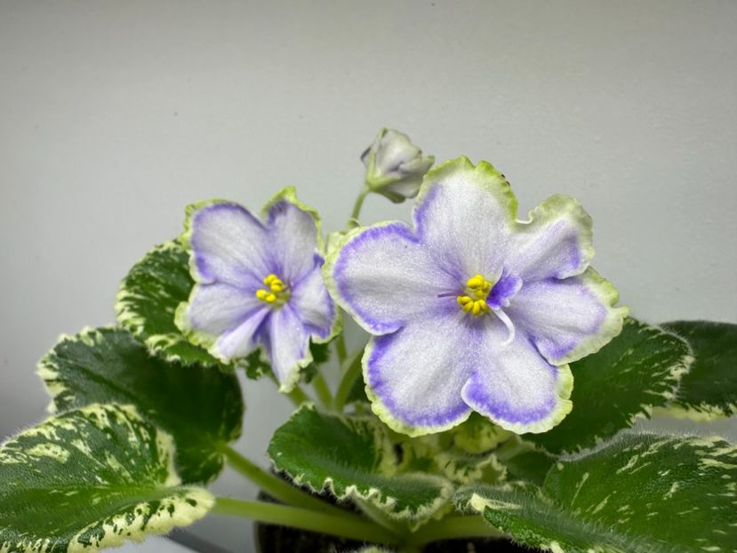 19 aprilie 2024 - VaT Kholodnoe Serdtse