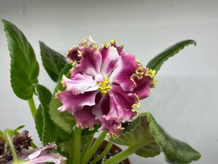 19 aprilie 2024 - KO Petushok Zolotoj Grebeshok