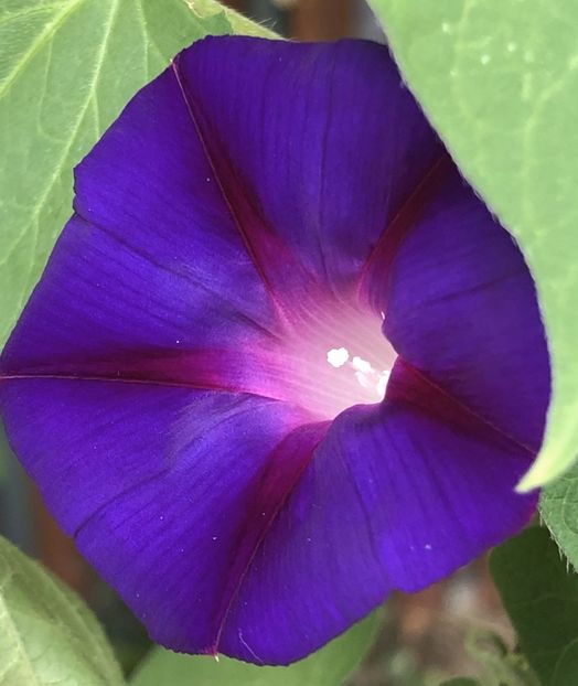 Morning Glory (2021, July 16) - ZORELE Ipomoea